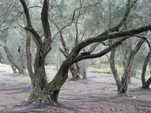 olive treese